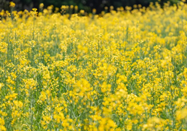 广阳岛油菜花开了吗2022