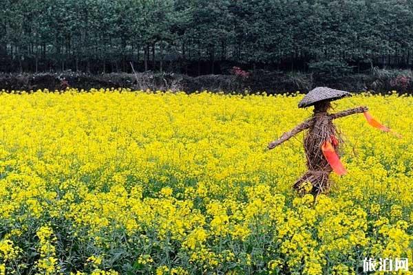 婺源哪里看花海最美 婺源看油菜花攻略