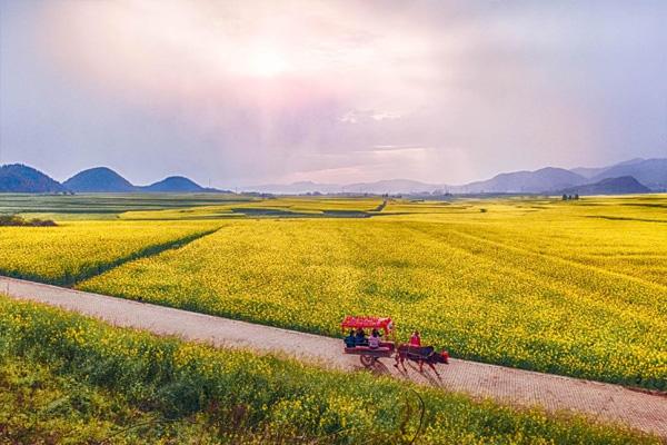 2022昆明周邊油菜花哪里好看