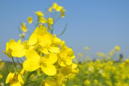 2022哪里的油菜花盛开最美?这些热门的地方不要错过