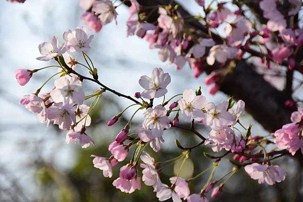 2022上海植物園櫻花開了嗎?植物園內櫻花在哪里?