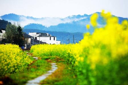 2022哪里的油菜花盛开最美?这些热门的地方不要错过