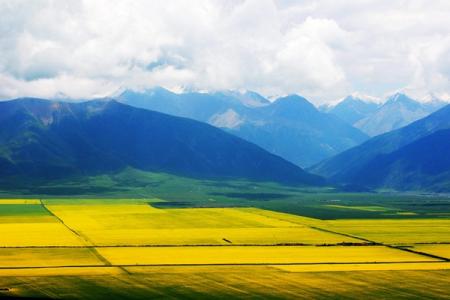 2022哪里的油菜花盛开最美?这些热门的地方不要错过