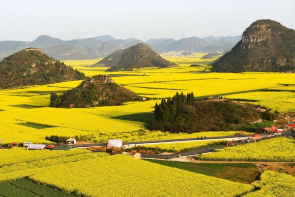 興義油菜花最佳時間2022 最佳觀賞地點