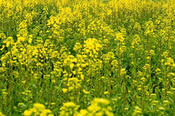 北京油菜花觀賞地哪個最好?門票多少錢?