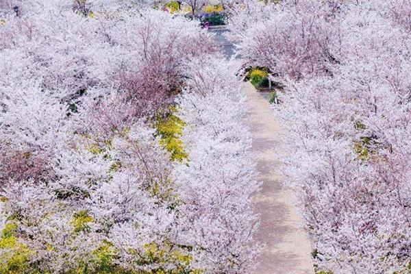 2022春季鄭州哪里看花免費