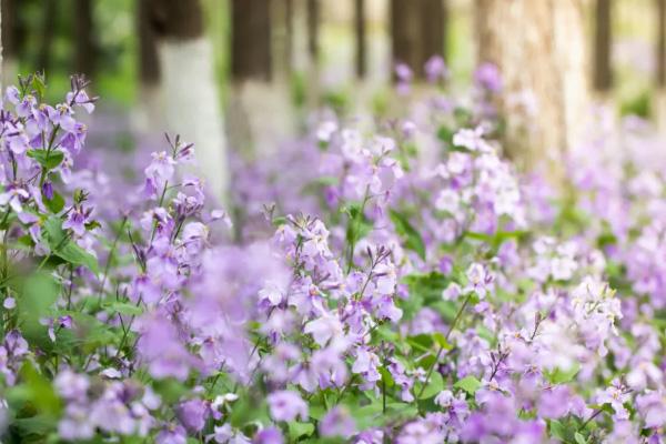 濰坊賞花的地方推薦 油菜花、櫻花這些花都有得看哦