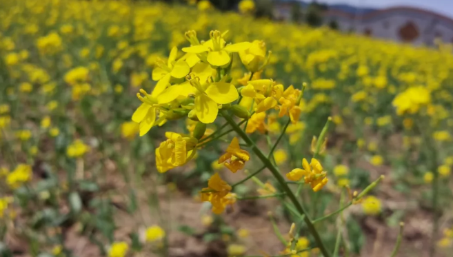 北京油菜花觀賞地哪個最好?門票多少錢?