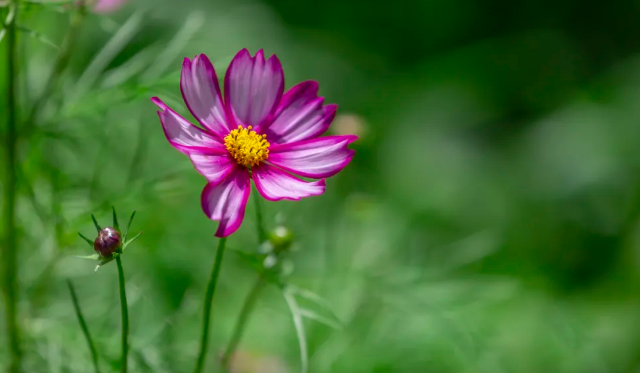 濰坊賞花的地方推薦 油菜花、櫻花這些花都有得看哦