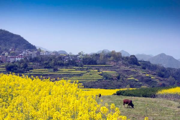 温州油菜花哪里好看?2022温州春季赏花去哪?附盛花期介绍