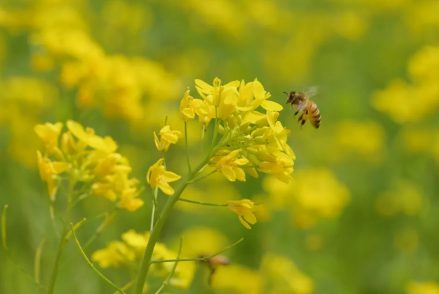 北京油菜花觀賞地哪個最好?門票多少錢?