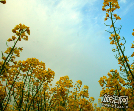 2022汉中油菜花节时间 附交通、门票信息