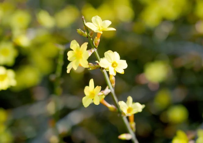 潍坊赏花的地方推荐 油菜花、樱花这些花都有得看哦