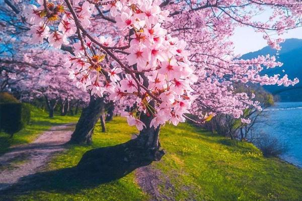 2022辰山植物园樱花开放时间及门票介绍