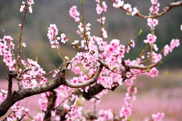 2022南京看樱花的地方在哪 附最佳赏花时间