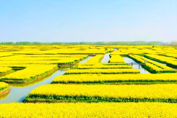 兴化油菜花景点在哪里 怎么去