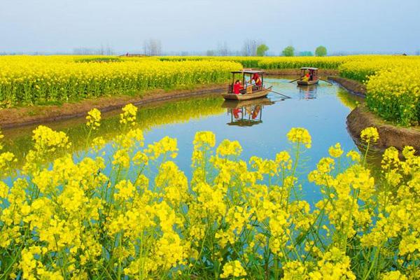 兴化油菜花景点在哪里 怎么去