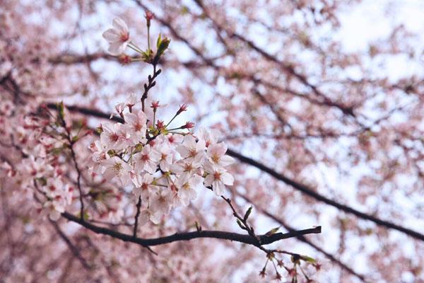 平坝樱花在贵州哪里看