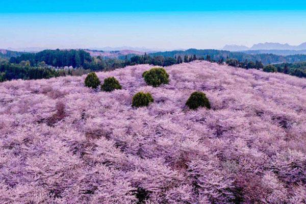 平坝樱花在贵州哪里看