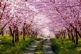 贵州看樱花的地方