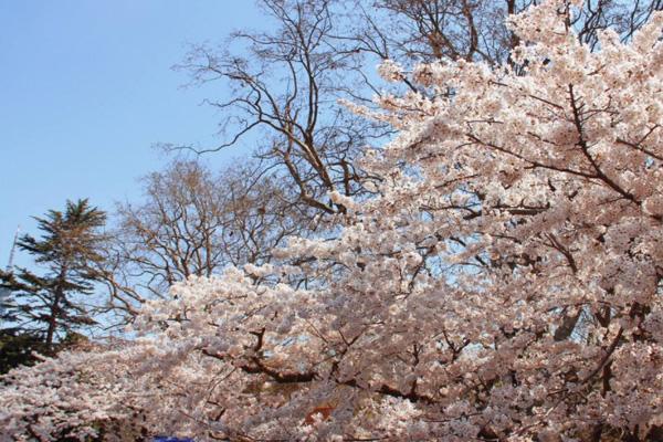 2022青岛中山公园樱花什么时候开花