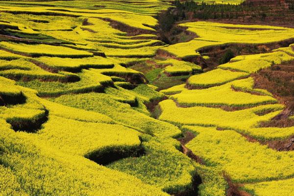 2022贵州油菜花最美景点在哪里