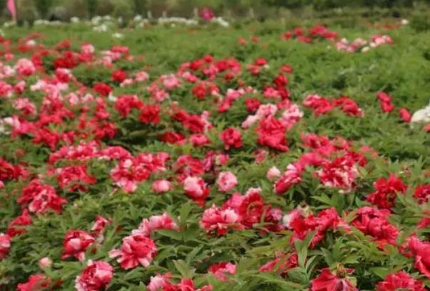 2022泰安春季赏花的地方有哪些