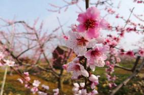 2022年平谷桃花节是几月几日 平谷桃花几月开花