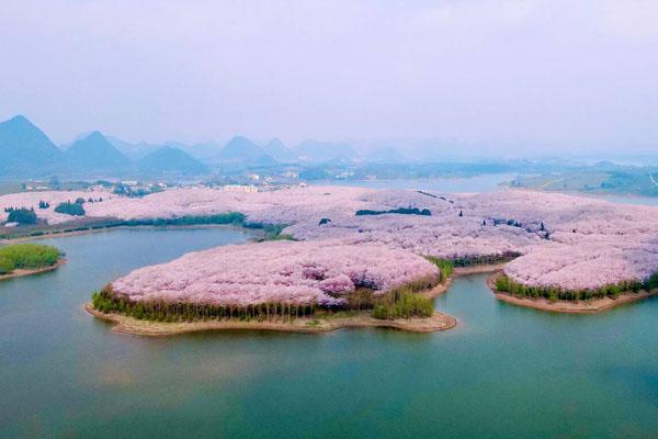 贵州平坝樱花基地介绍 景点在哪里