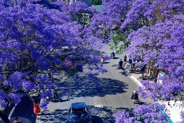 2022昆明蓝花楹几月份开花 昆明蓝花楹最佳观赏时间