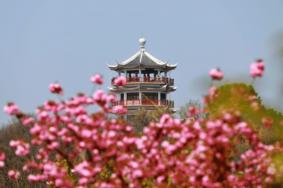 信阳春季周边赏花旅游好去处