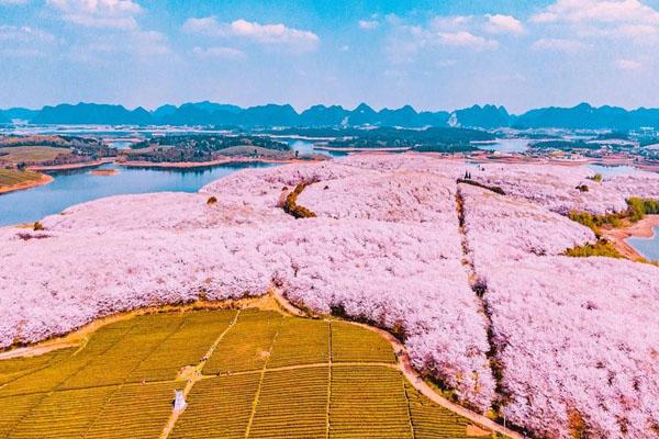 2022年贵州平坝樱花几月开 观赏最佳时间