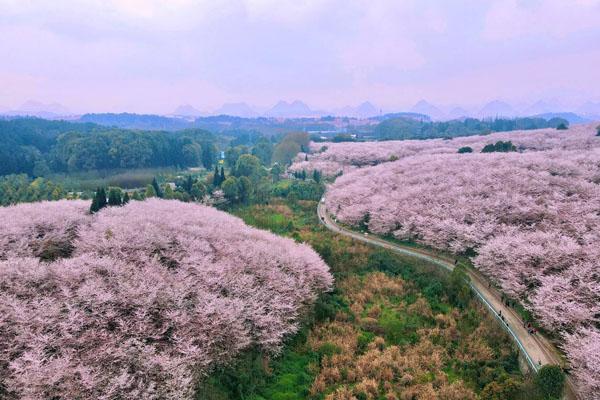 2022年贵州平坝樱花几月开 观赏最佳时间