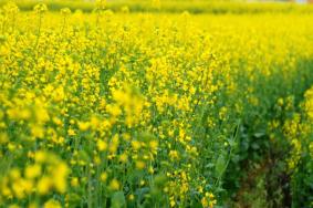 中国十大最美油菜花海 最佳观赏时间