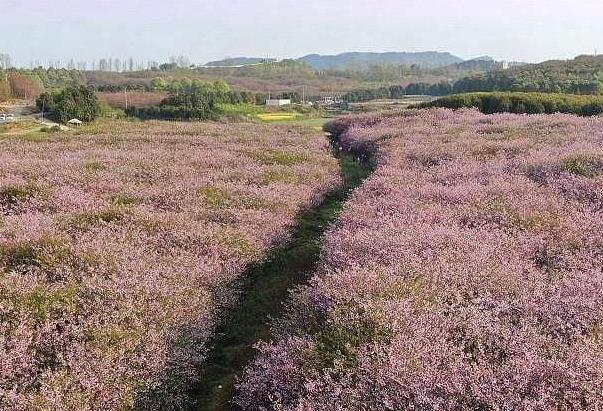 2022贵阳春季赏花踏青的地方有哪些