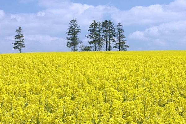 2022无锡油菜花什么时候开 无锡油菜花基地在哪里