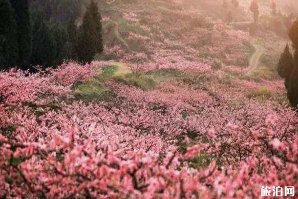 2月油菜花去哪看 羅平油菜花幾月開