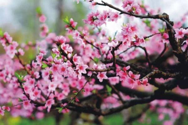 海内赏桃花最着名的处所 中国5大年夜赏桃花胜天