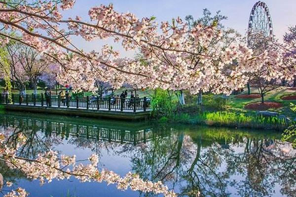 2022年上海樱花节时间 上海樱花节在哪里举行