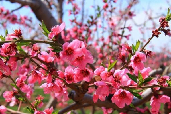 平谷桃花节是几月几日2022