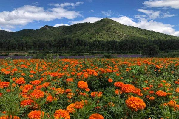 2022北京看花海最好的处所 最大年夜的花海正在哪