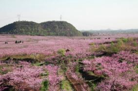 平谷赏桃花最佳路线