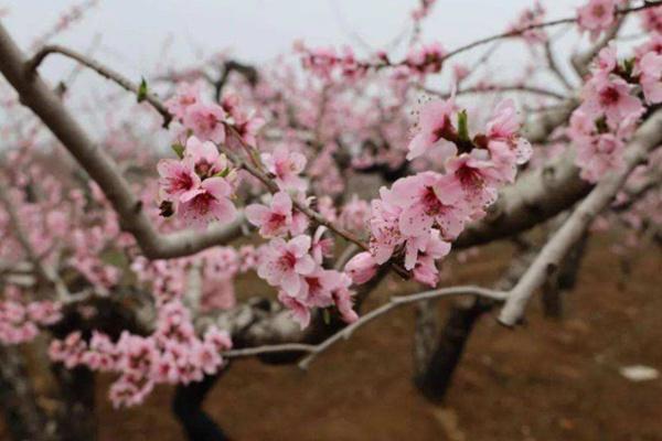 肥城桃花节是几月几日2022