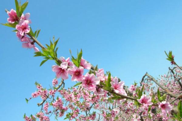 肥城桃花节是几月几日2022