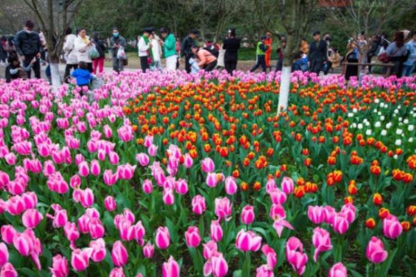 太子灣公園郁金香花期2022