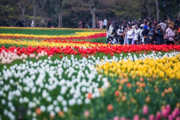 太子灣公園郁金香花期2022