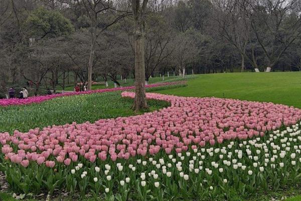 太子湾公园郁金香花展是几月几日2022