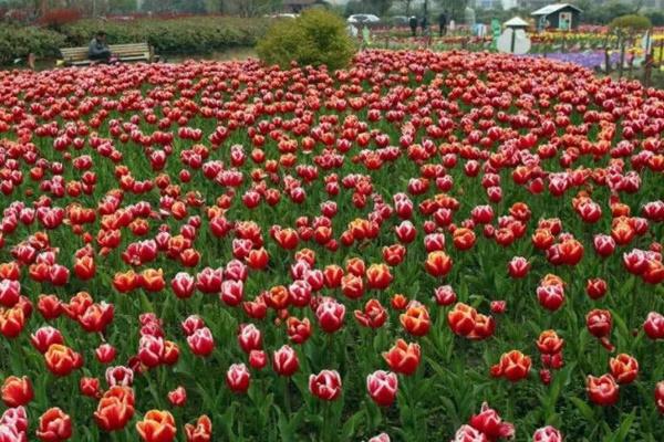 太子湾公园郁金香花展是几月几日2022