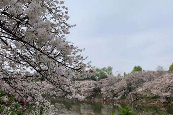 湖南植物园樱花什么时候开2022