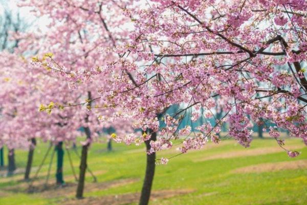 湖南植物园樱花什么时候开2022